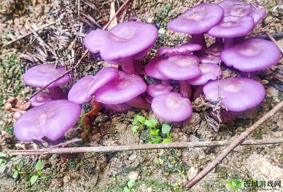 紫色的蘑菇根很粗大能吃吗:到底能不能吃
