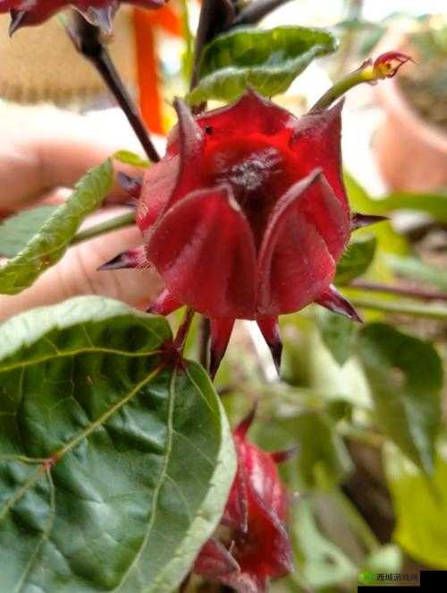 红桃国际一起草的毒性有多强：