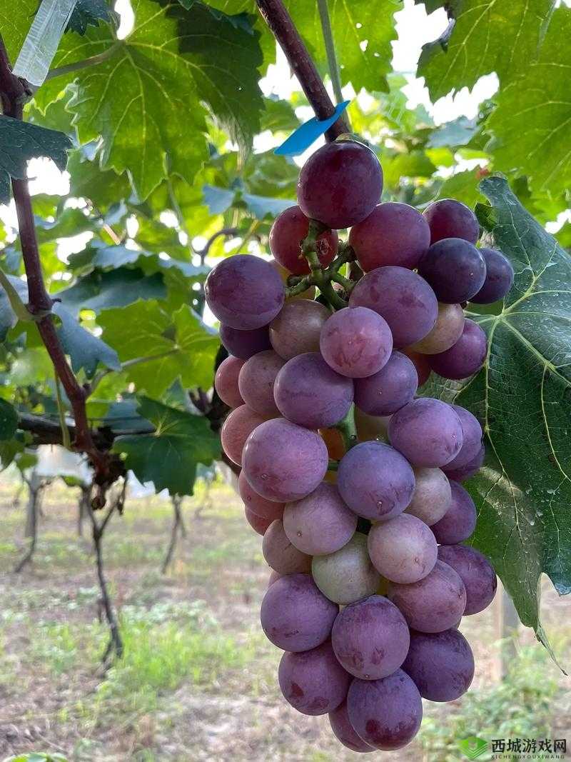 葡萄夹取:确保葡萄不烂不掉