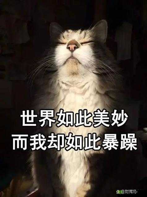 暴躁大妈:日常生活中的愤怒与坚持