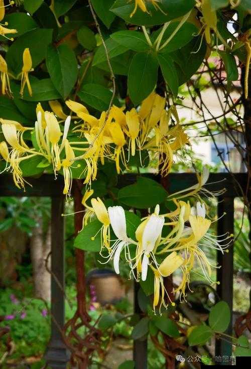 多肉小镇金银花:芬芳绽放的魅力之旅