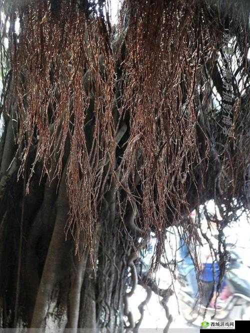 南方潮湿到树都长出气生根了:这环境太特别