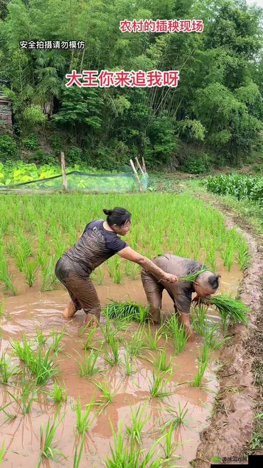 夫妻插秧 38 种方法图片全展示