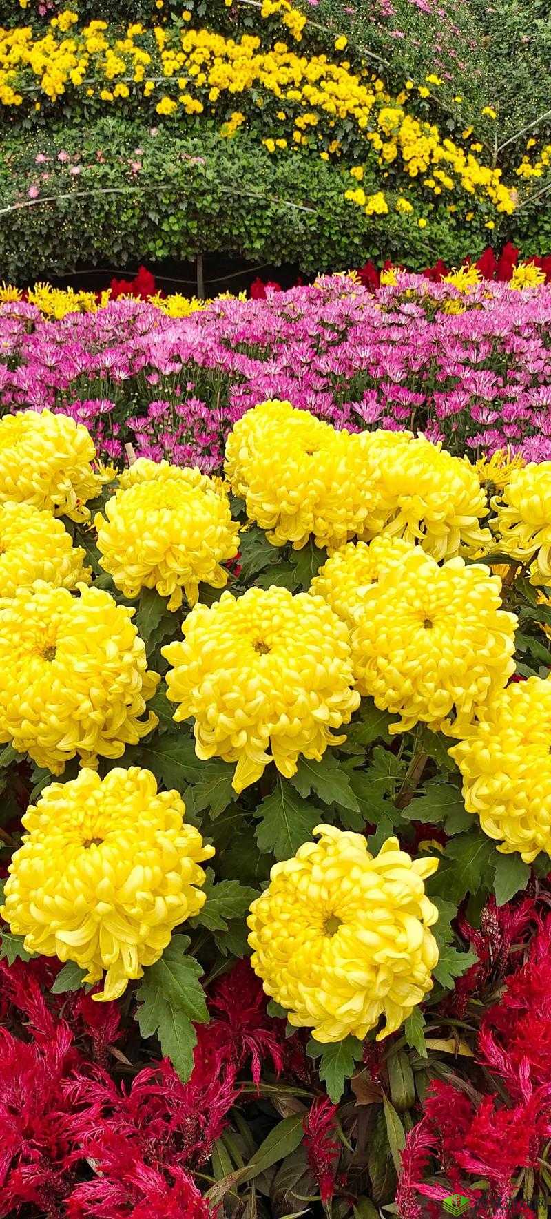 菊花开过和没开过的区别:探寻花的不同命运