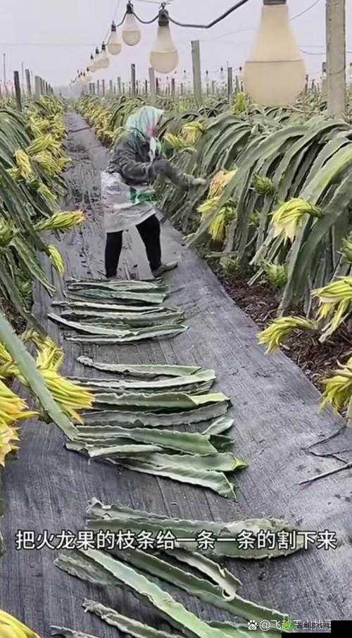 疯狂梗传:大嫂买果如何快速过关?