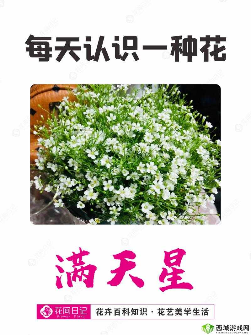 女管家法国满天星:守护你的浪漫花园