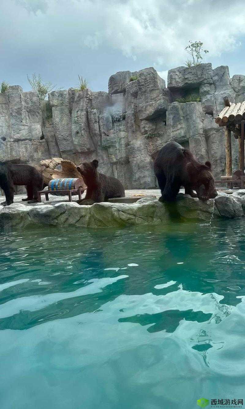 动物胶配方:探索其独特奥秘与应用