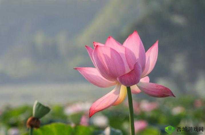 女人晚上莲花开的害处:警惕不良影响