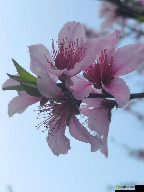 91 免费版下不登录:全新体验等你发现