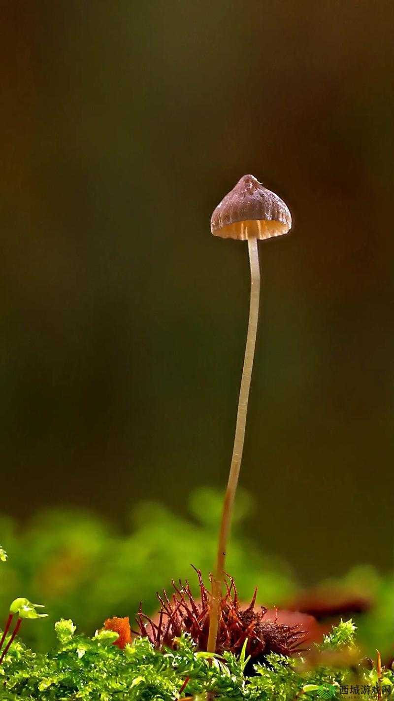 蘑菇视频红色 logo 纯黑色背景：探索未知世界