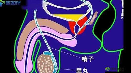 男子性高潮时睾丸上升:射精前的生理反应