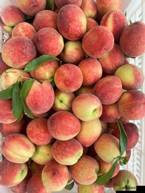 水蜜桃 4 小蜜桃 4:甜蜜的诱惑