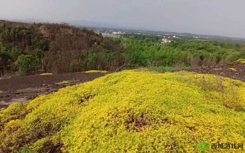 野花日本 HD 免费高清版视频:畅享精彩大片