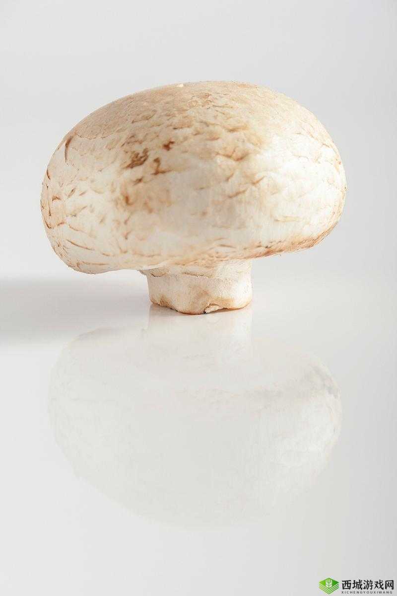 x9x9x9x9 任意槽 2024 进口蘑菇:口感鲜美,营养丰富