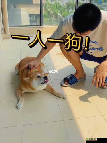 一人一狗卡六个小时游戏:趣味体验