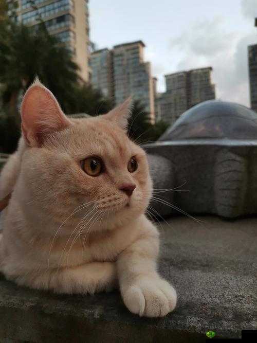 没人在家姐姐就是我的了：这奇妙的想法