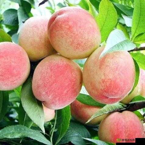 蜜桃图片区：甜蜜诱惑，尽在其中