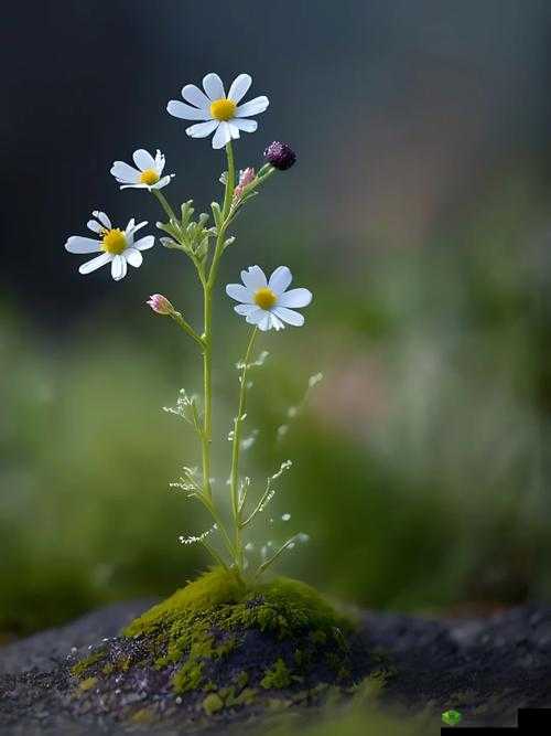 野花在线观看免费高清中文:品味自然之美