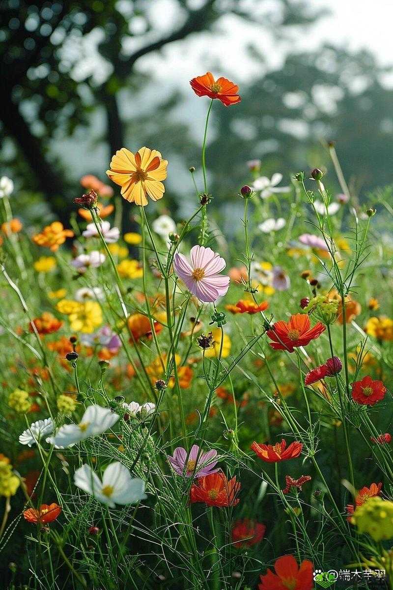 野花在线视频免费观看：邂逅大自然的美丽