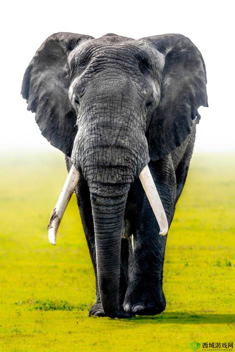 x7x7 任意噪入口直达大象：探索未知的奇幻之旅