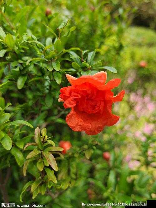 野花高清中文免费日本:自然之美,无需修饰