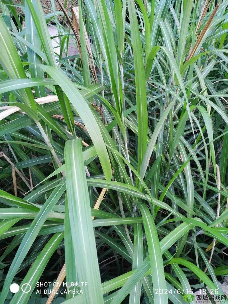 一杆大枪草全家：真是令人震惊