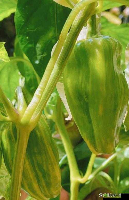 大香蕉煮小辣椒:口感丰富的创新菜肴