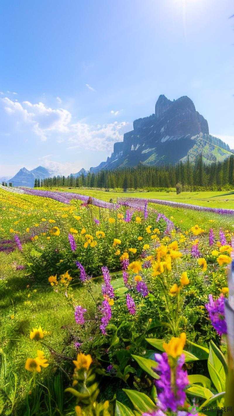 野花社区日本免费图片:精美视觉盛宴