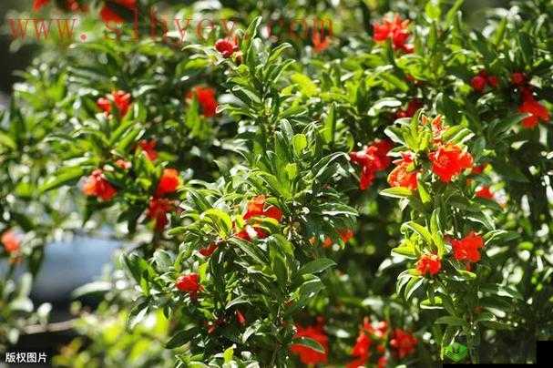 国色天香精品一卡二卡三卡：绝佳之选