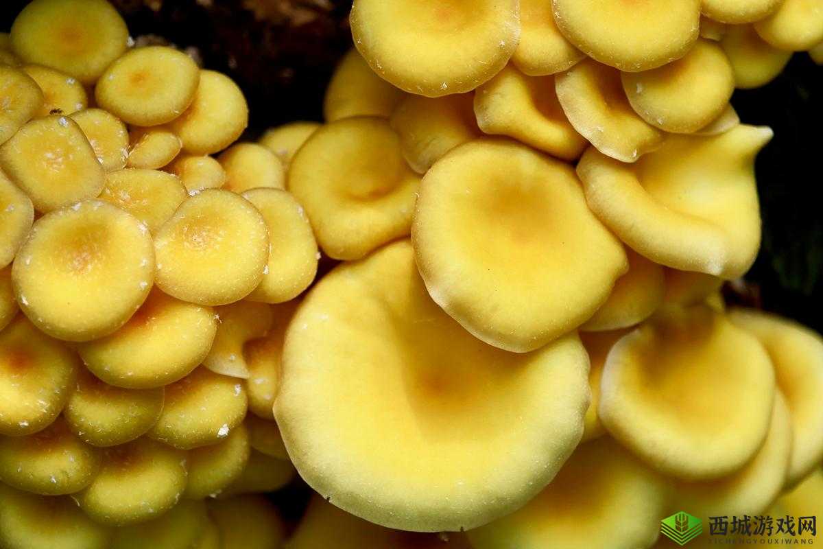 蘑菇 TV 黄:独特视角看世界