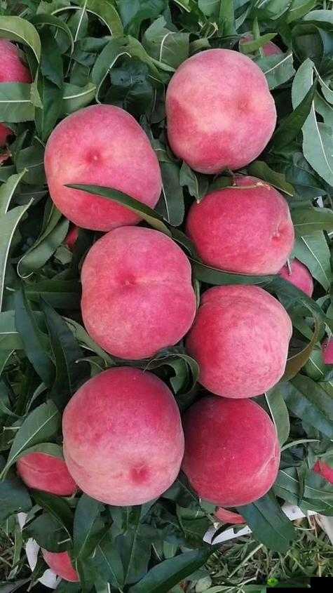 水蜜桃 8848：香甜多汁的美味佳果