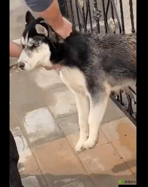 和狗狗卡了一晚上:真的很奇特