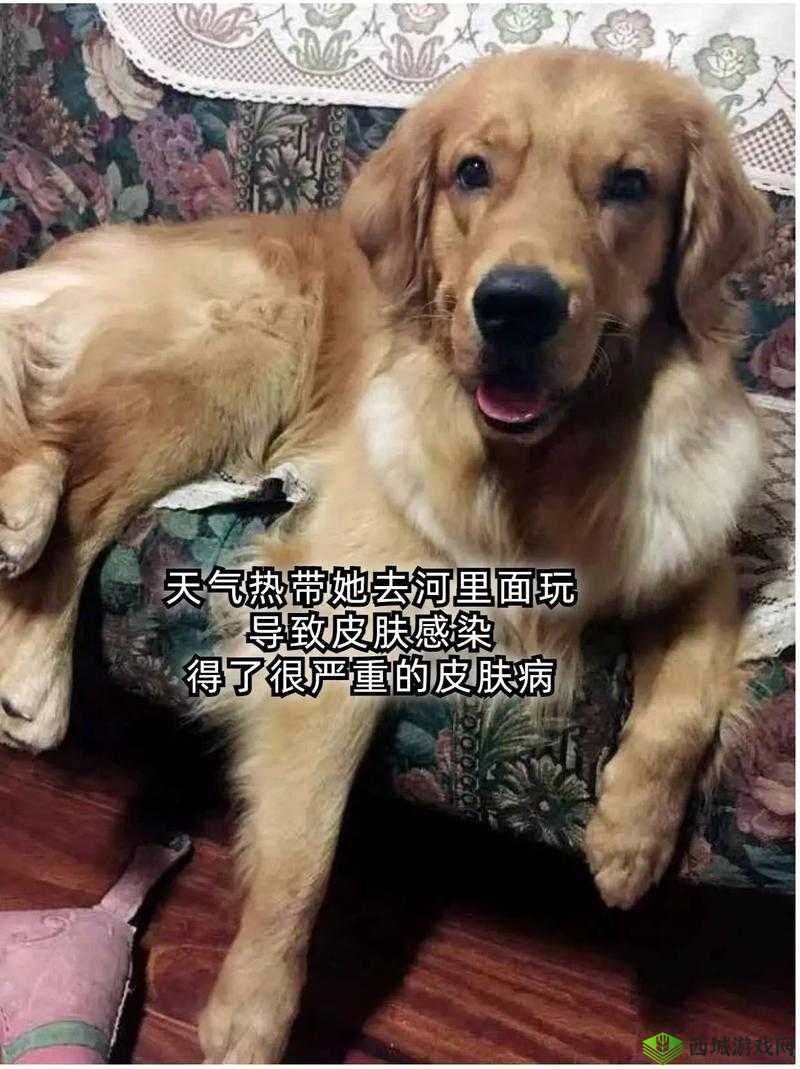 狗狗划水尿失禁:是疾病还是正常现象?