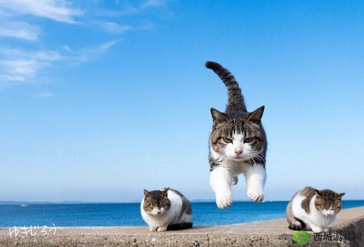 附身猫身的谋杀疑云:灵魂跳跃之谜