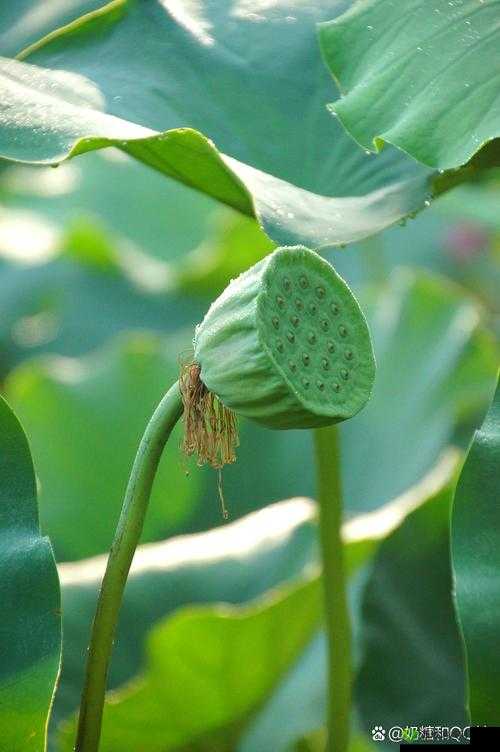 女人的哪个部位称莲花:探究背后的奥秘