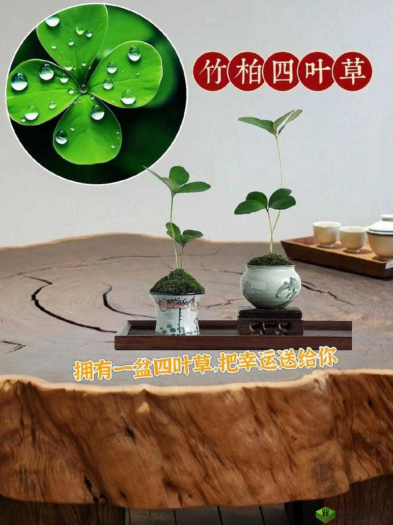 揭秘四叶草试验室 2024 规避出口:背后的秘密与真相探寻