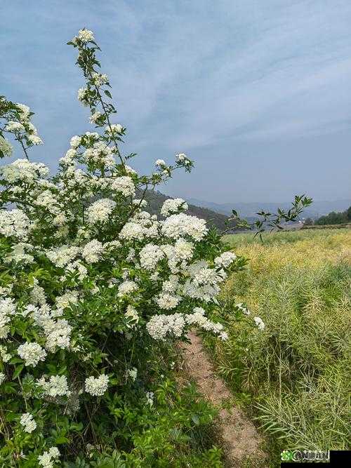 野花社区www中文新搜索:开启全新搜索体验之旅