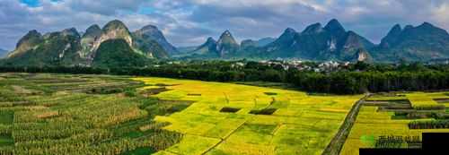 芳草萋萋 8521：关于它的详细介绍与独特魅力展现