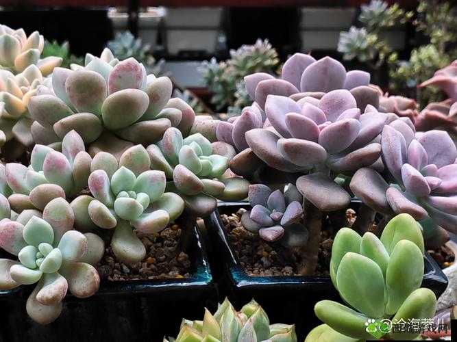 高 N 车多肉公交车：一场关于人性与道德的挑战