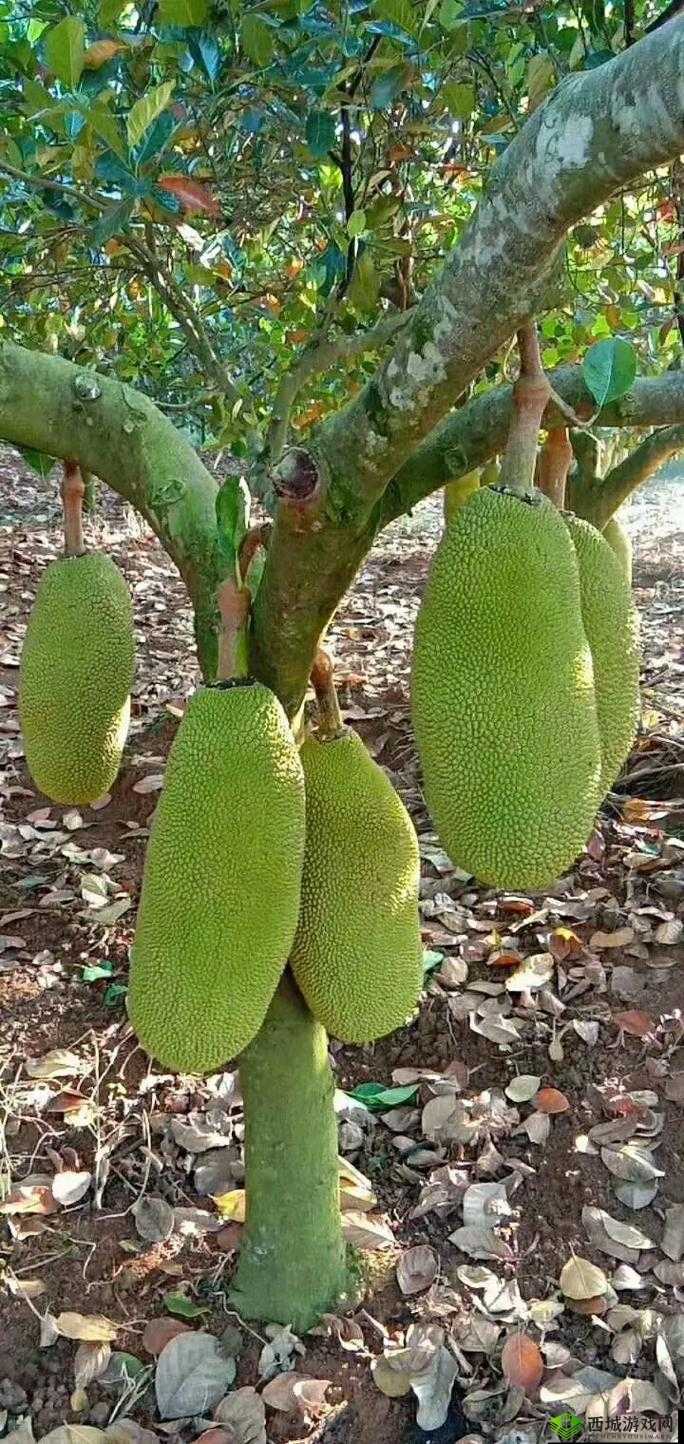 菠萝蜜大片:带你领略热带水果的独特魅力与风采