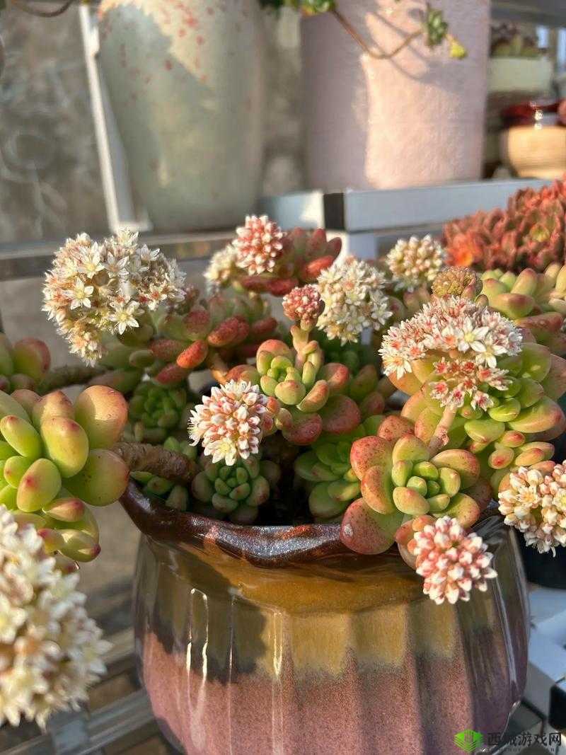 整篇都是车的多肉 1V4:令人惊叹的多肉植物竞技之旅