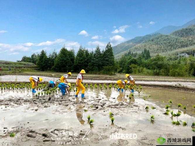 外国情侣插秧方法:独特农耕体验展现跨国爱情力量