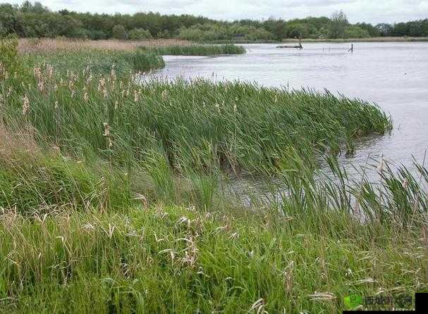 芦苇地里要母亲要说福:关于其背后深刻含义的探讨