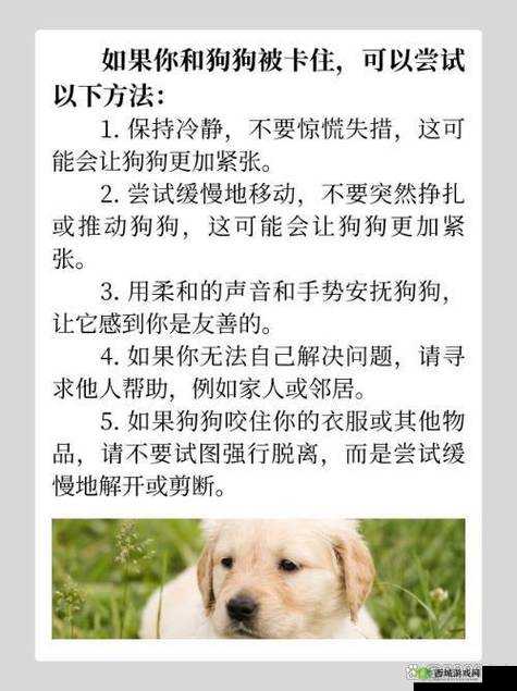 和狗狗卡了一晚上,是怎样的体验?