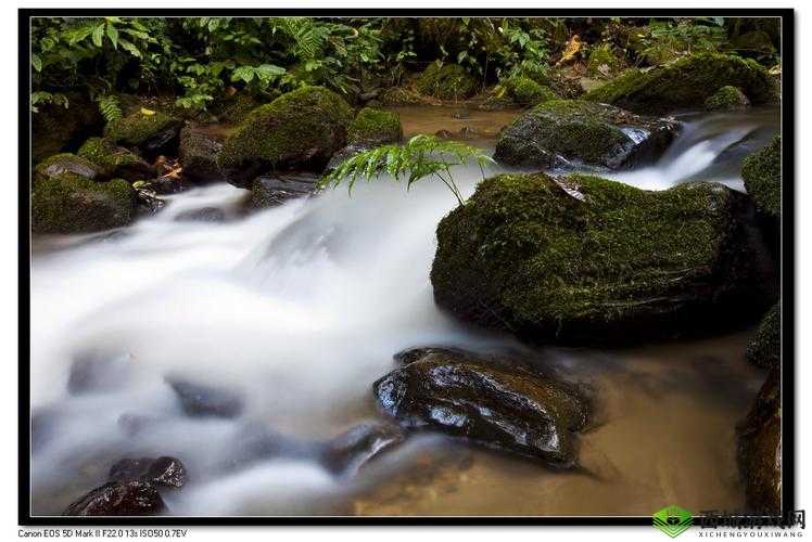森林，自然之韵与生存挑战的双重奏