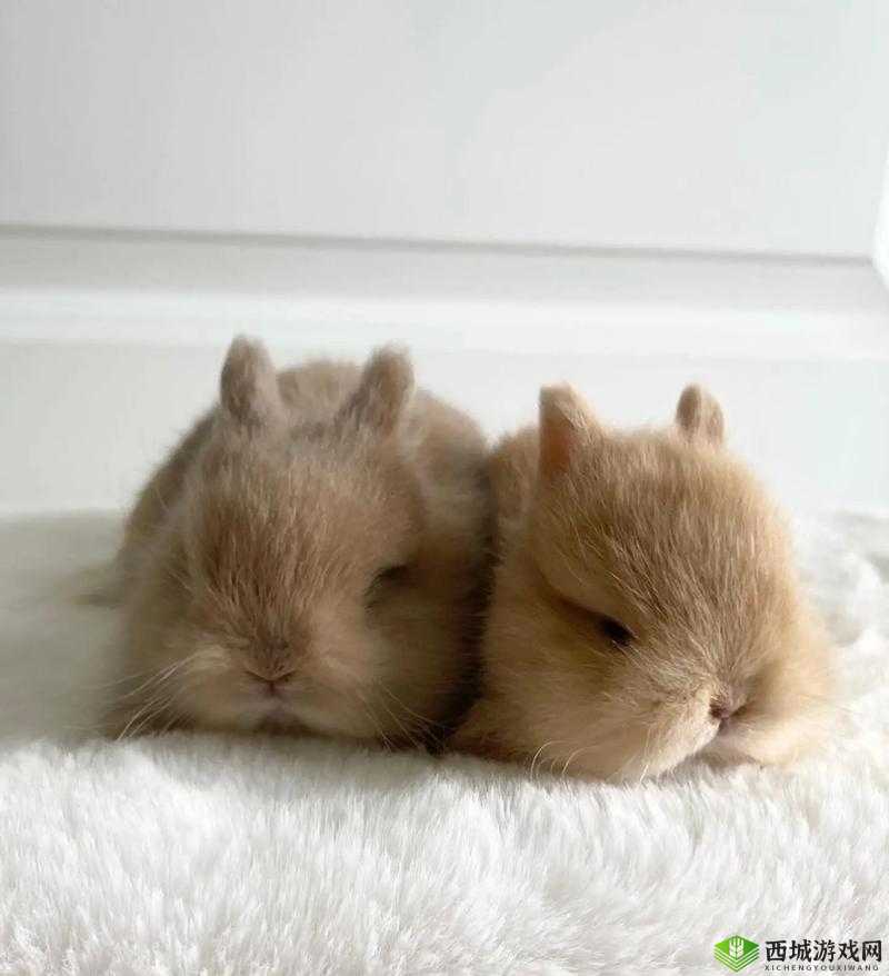 男生咬我小兔兔描述一下:那奇妙的触感与瞬间