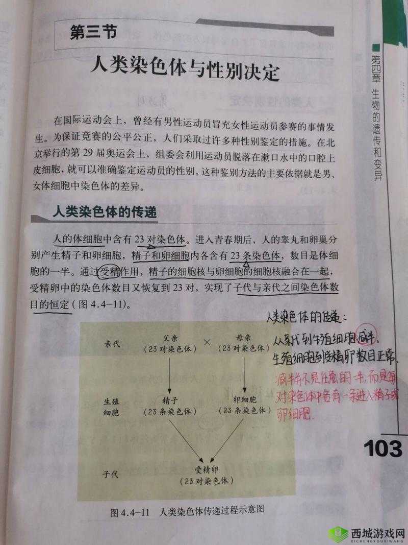 亚洲人与欧洲人染色体的区别:探究遗传差异的关键所在