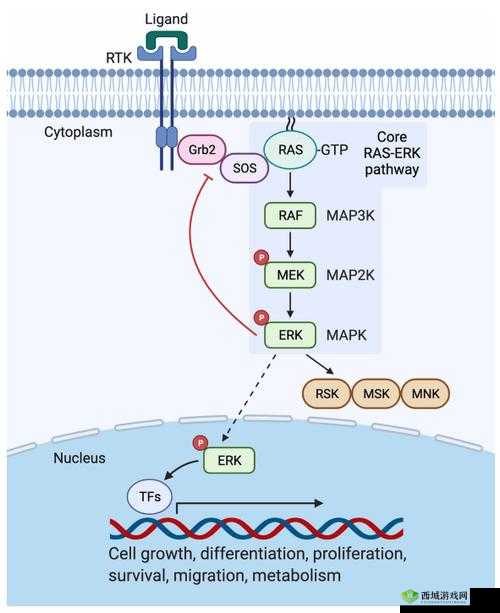 porin181719:揭示细胞奥秘的关键蛋白