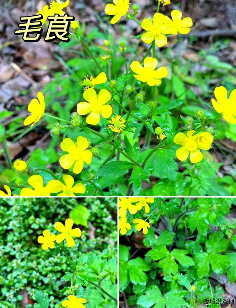 小黄花必看的超精彩网站等你来探索