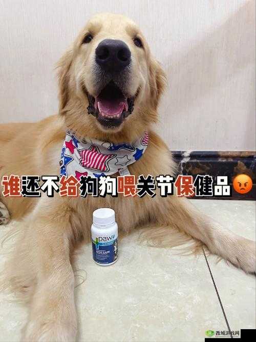 人狗胶配方大全狗狗一天吃多少：详细解读与具体分析